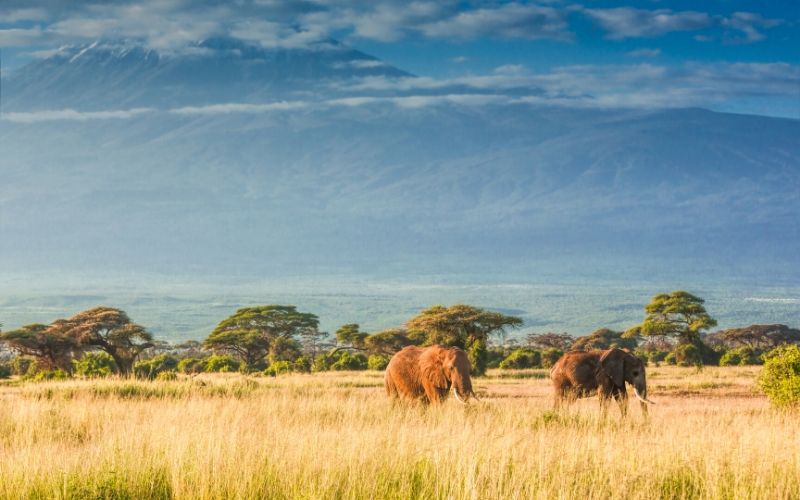 Wildlife Safari