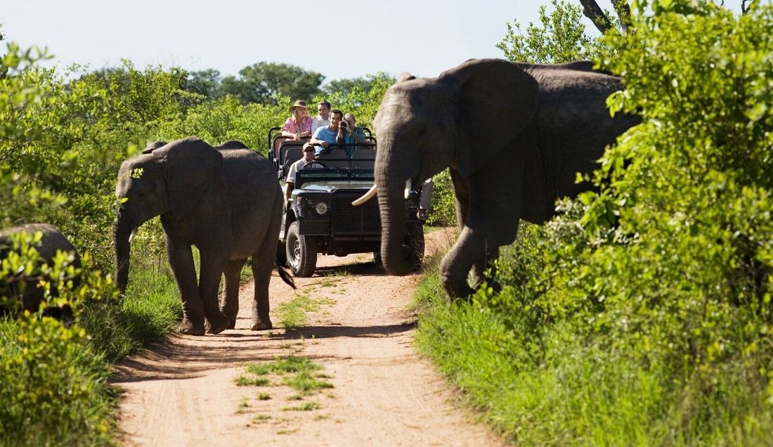 See Elephants on a Safari