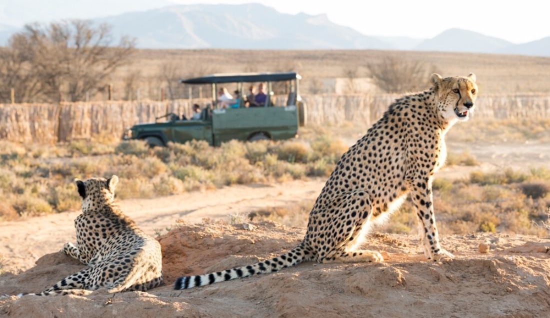 Full Day Safari in South Africa