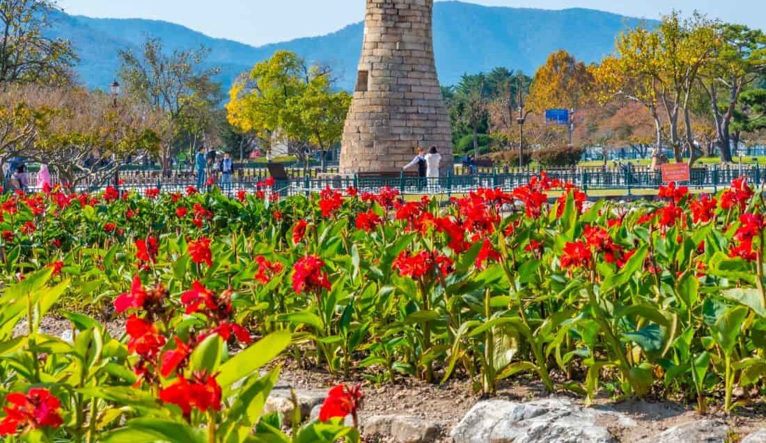Cheomseongdae Observatory in Gyeongju surrounded by vibrant red flowers with tree-covered mountains in the background.