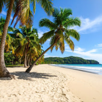 Tamarindo