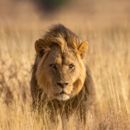 South Africa