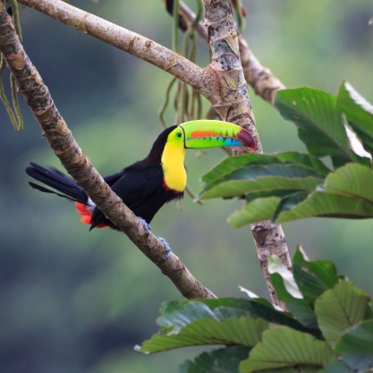 Costa Rica