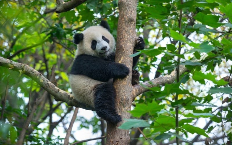 Top 10 Activities and Things to Do in China You Can’t Miss