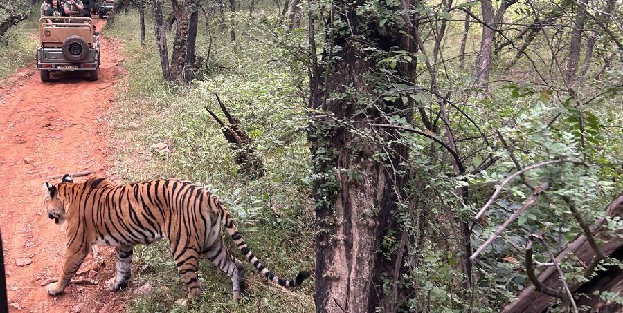 Tiger-India.jpg