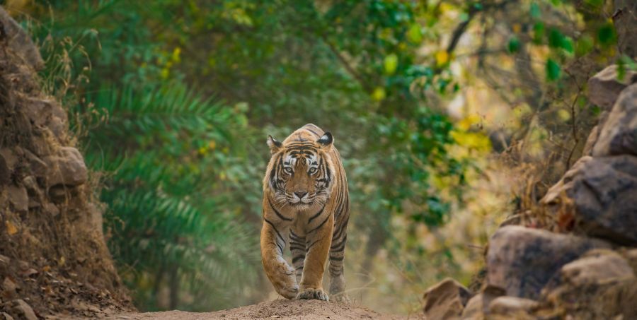 ranthambore-national-park-tiger.jpg