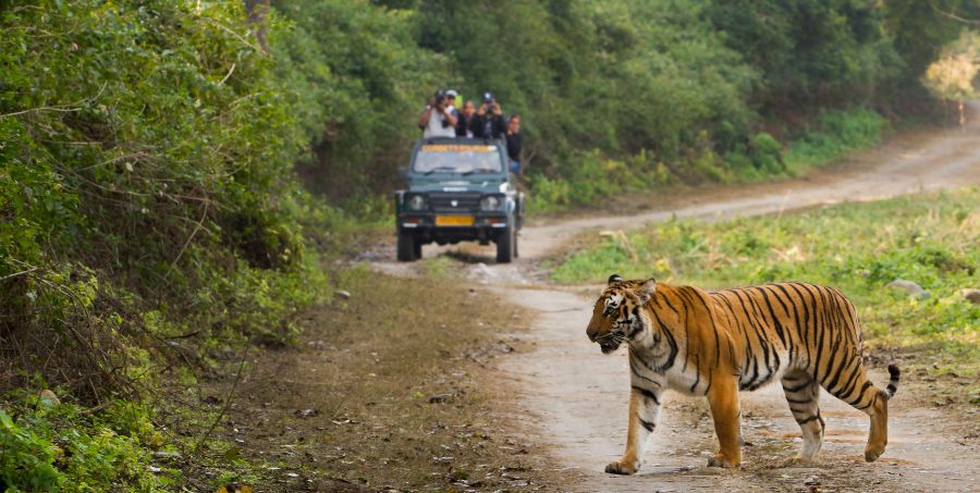 royal-bengal-tiger-ranthambore-national-park-india-safari.jpg