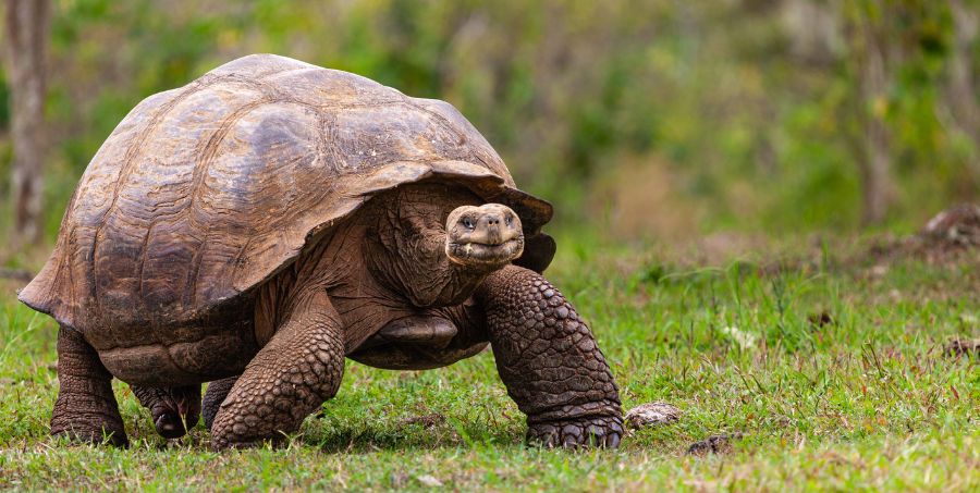 galapagos-giant-tortoise-walking-grass-ecuador-wildlife.jpg