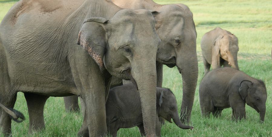 kaudulla-national-park-elephant-herd-sri-lanka.jpg