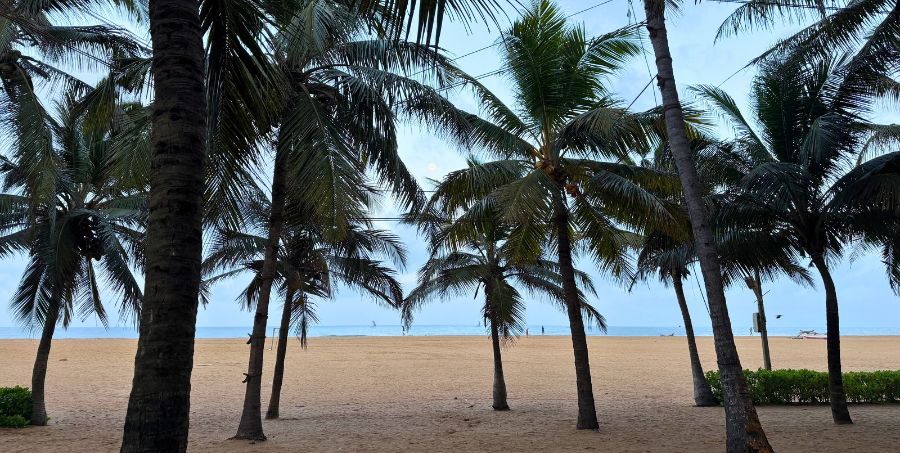 negombo-beach-coconut-palms-sri-lanka.jpg