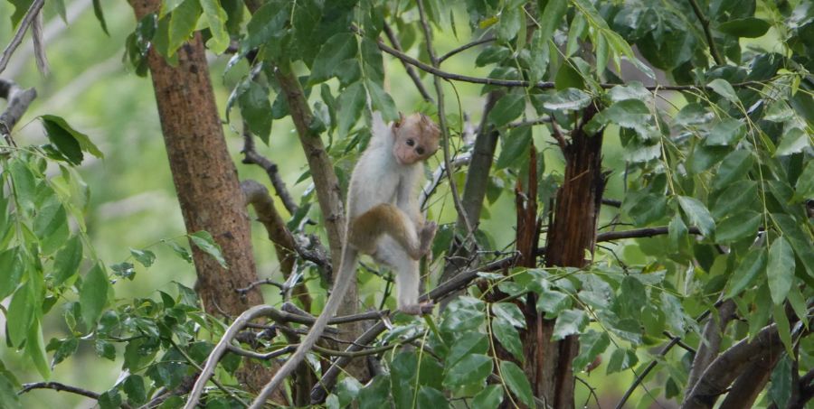 monkey-yala-national.jpg