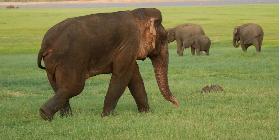 wild-elephants-grassland-sri-lanka-safari.jpg
