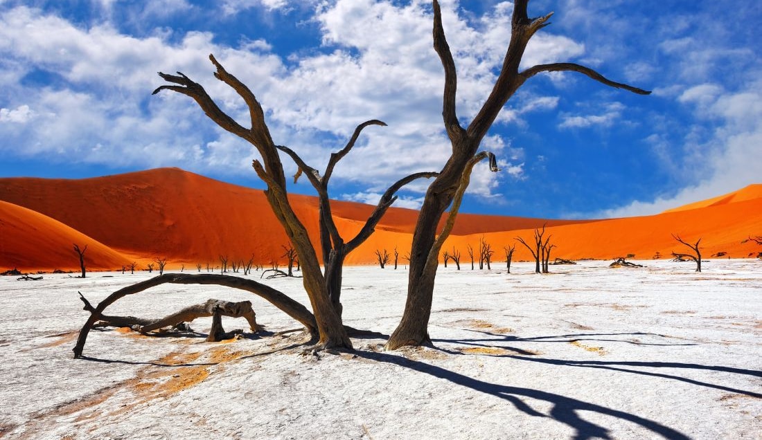 See the remarkable ancient trees of Deadvlei.