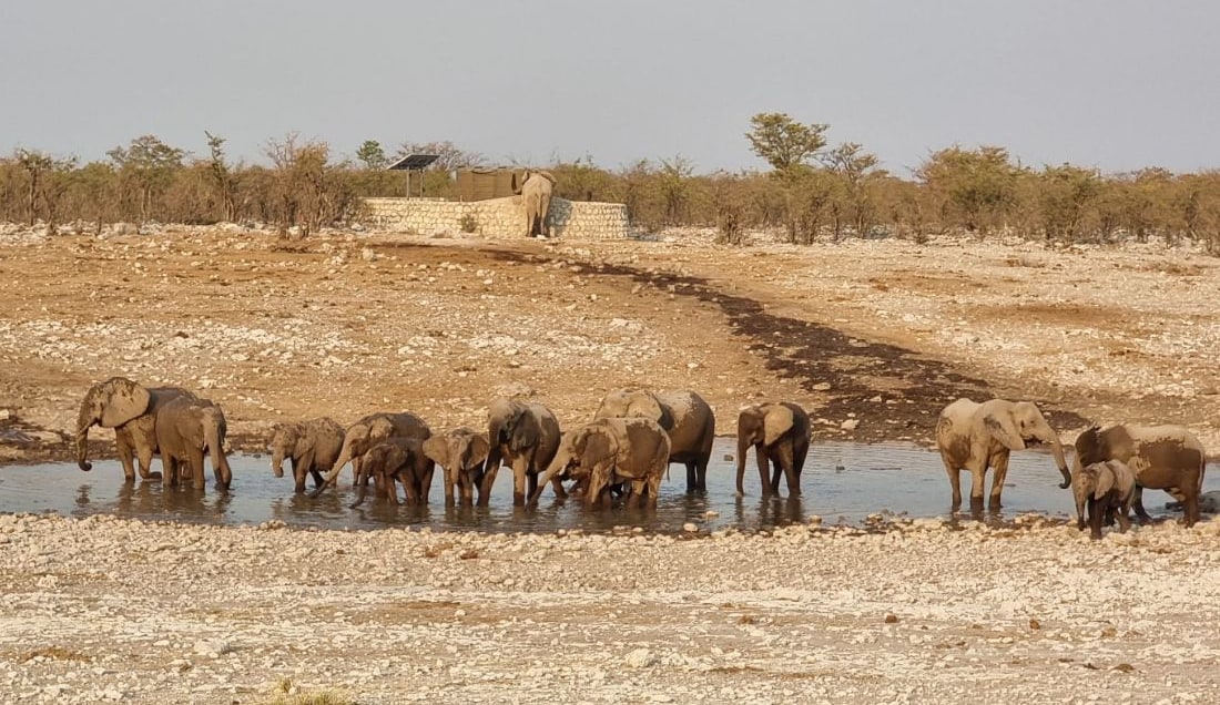Discover Etosha National Park on safari.