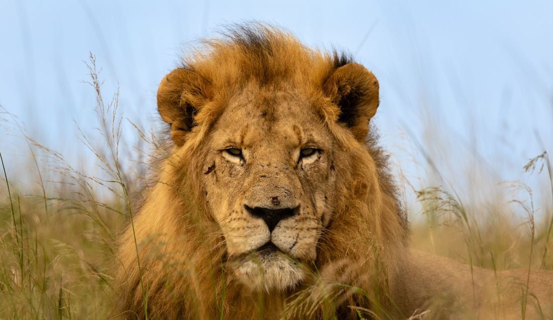 See lions on safari
