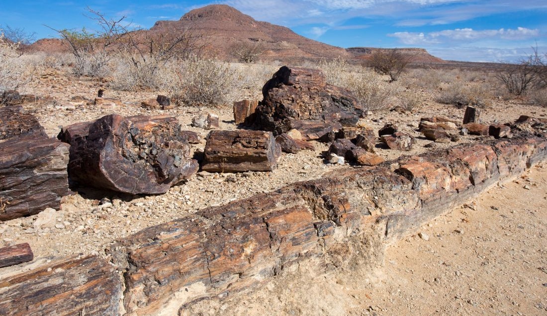Explore the Petrified Forest.
