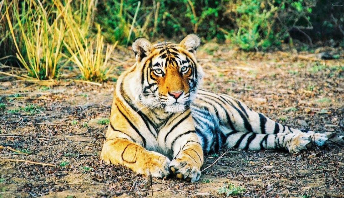 Enjoy the opportunity to spot a Royal Bengal Tiger.