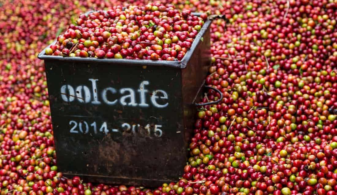 Discover the art of Costa Rican coffee making.