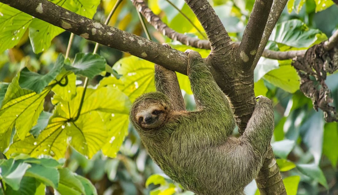 Experience unforgettable wildlife encounters, including sightings of sloths.