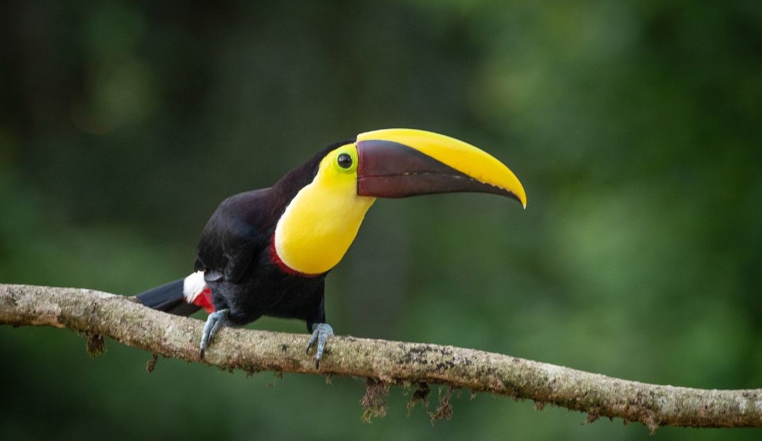 Spot Costa Rica’s incredible array of colourful bird species.