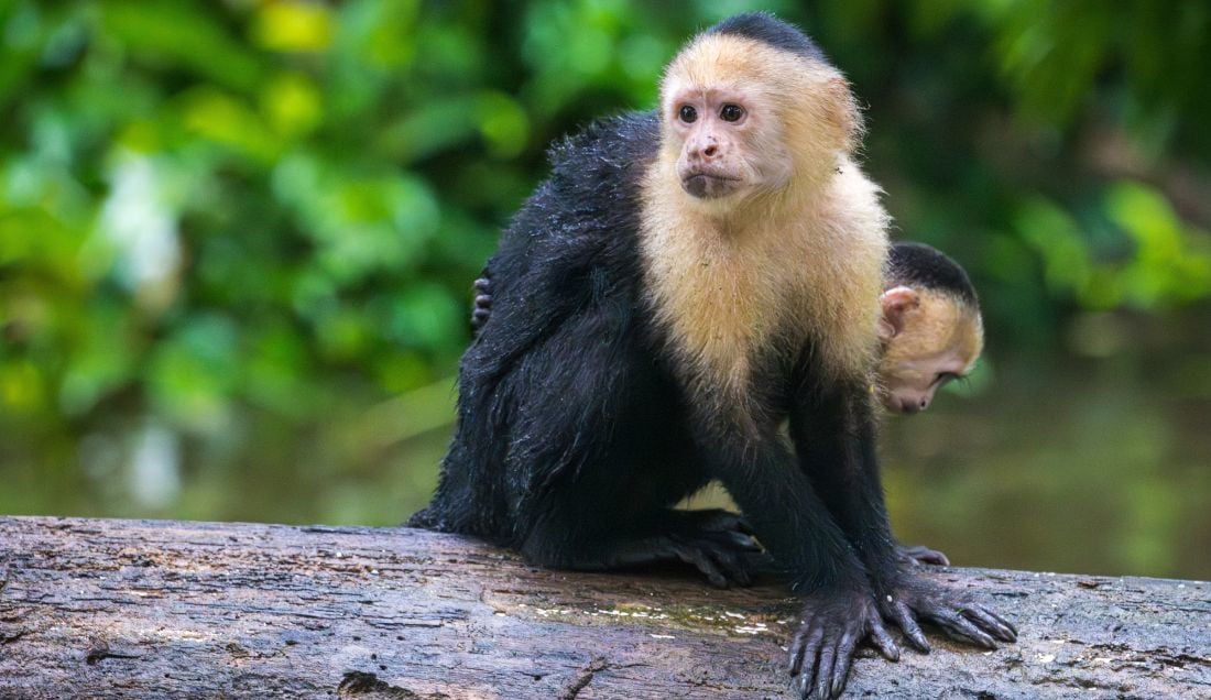See capuchin monkeys in their natural habitat at Tortuguero National Park.