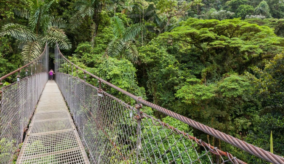 Take in incredible rainforest views from Mistico’s hanging bridges.