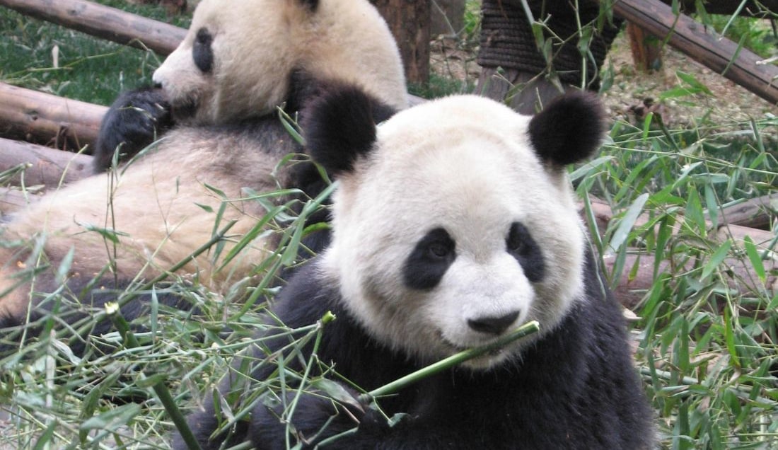 See Pandas in Chengdu Giant Panda Breeding Centre.