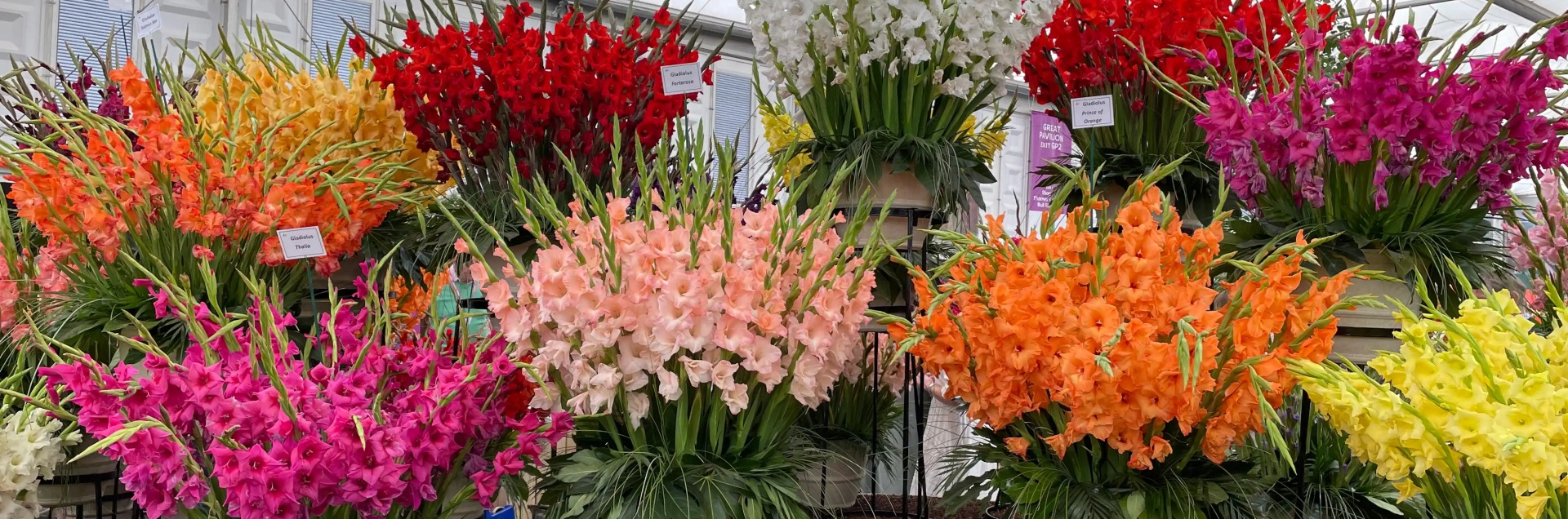 Admire the vibrant colours of gladioli at RHS Chelsea Flower Show.