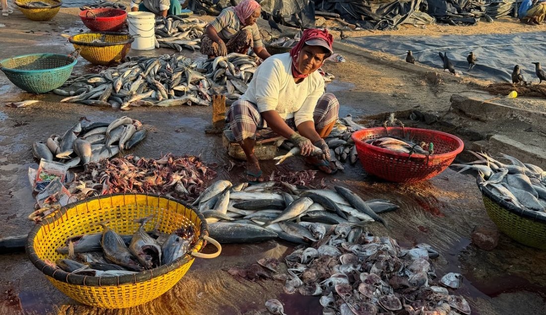Visit the Negombo Fish Market.