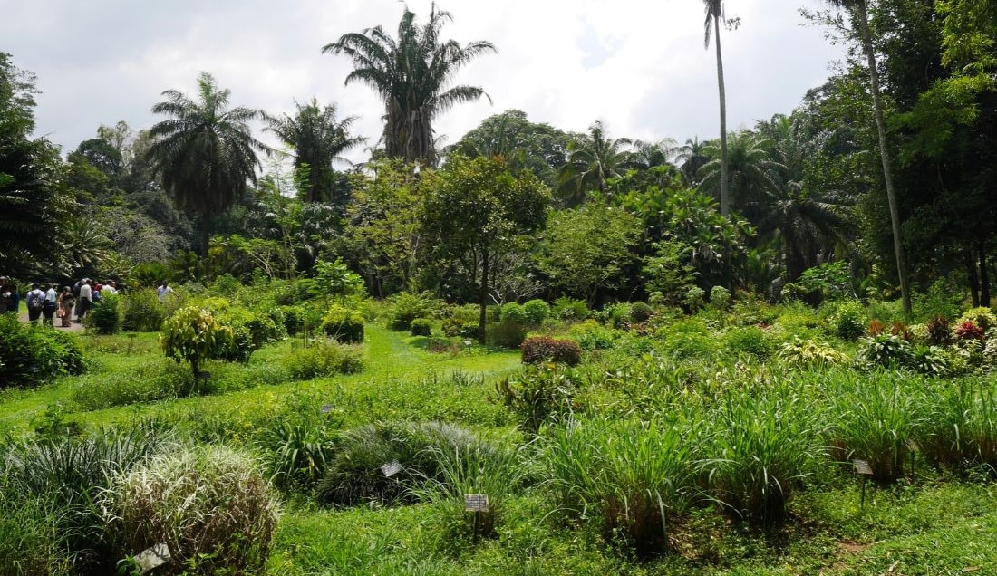 Explore the Royal Botanic Gardens, Peradeniya.