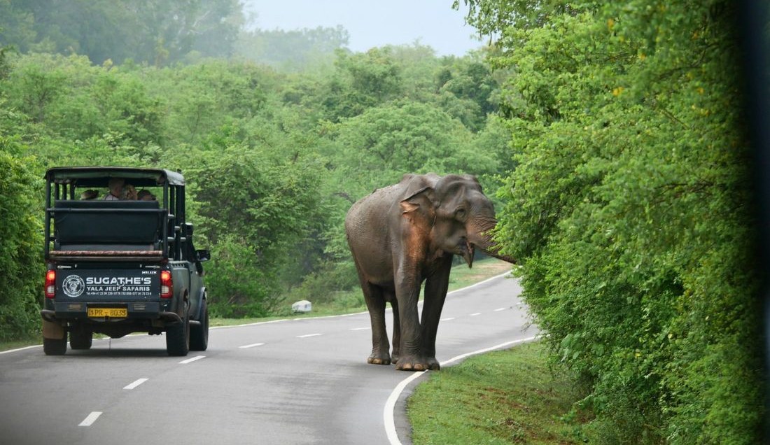 Experience a safari in Yala National Park.